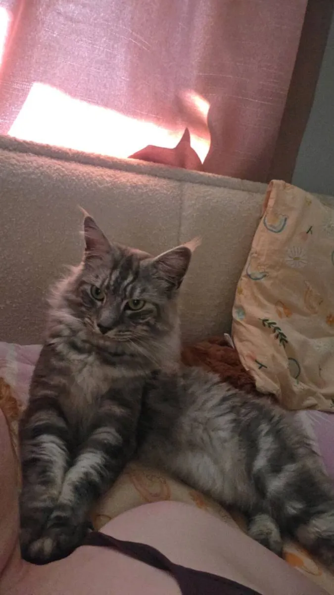 Maine coon boy - Image 2