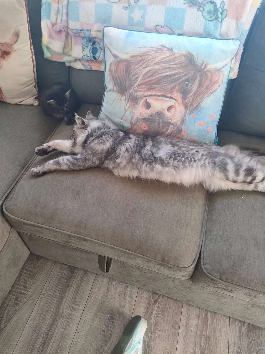 Maine coon boy - Image 3
