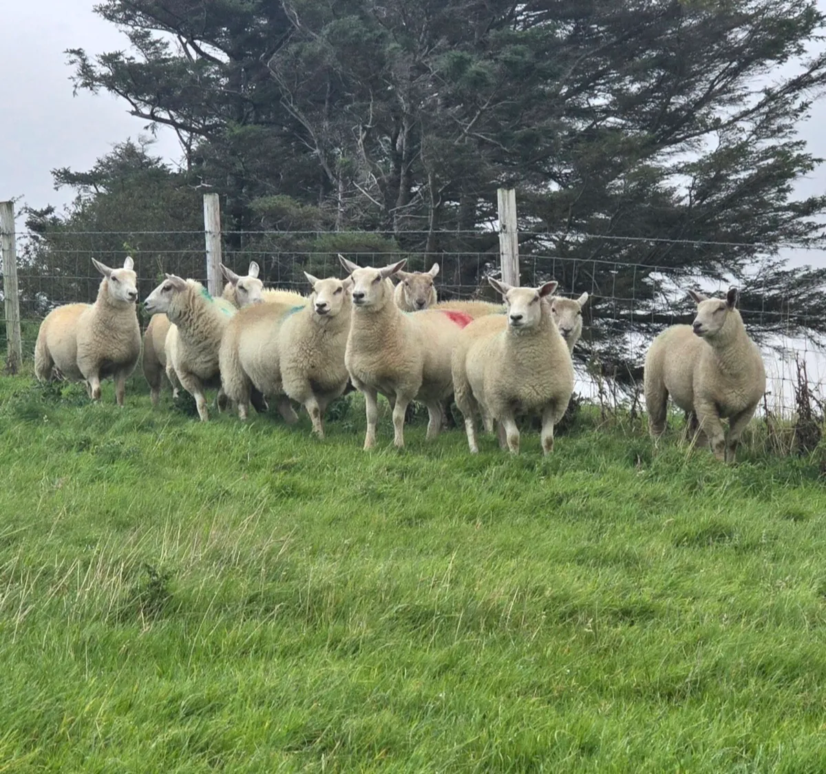 Ewe lambs - Image 1