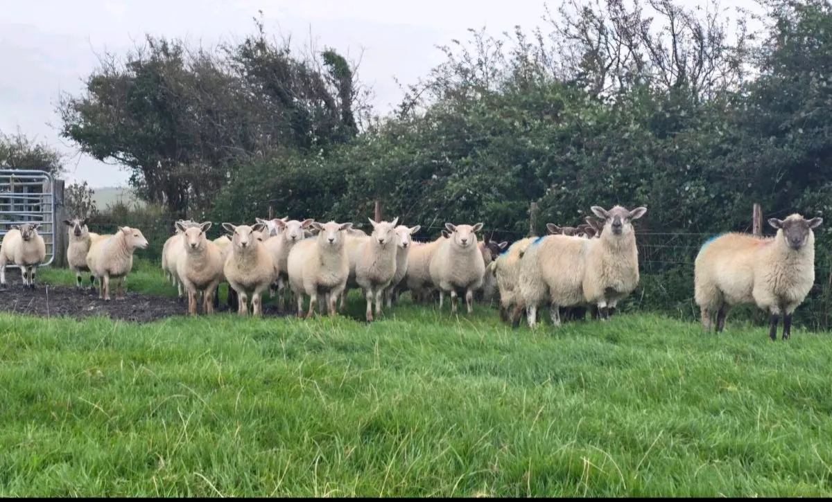 Ewe lambs - Image 3
