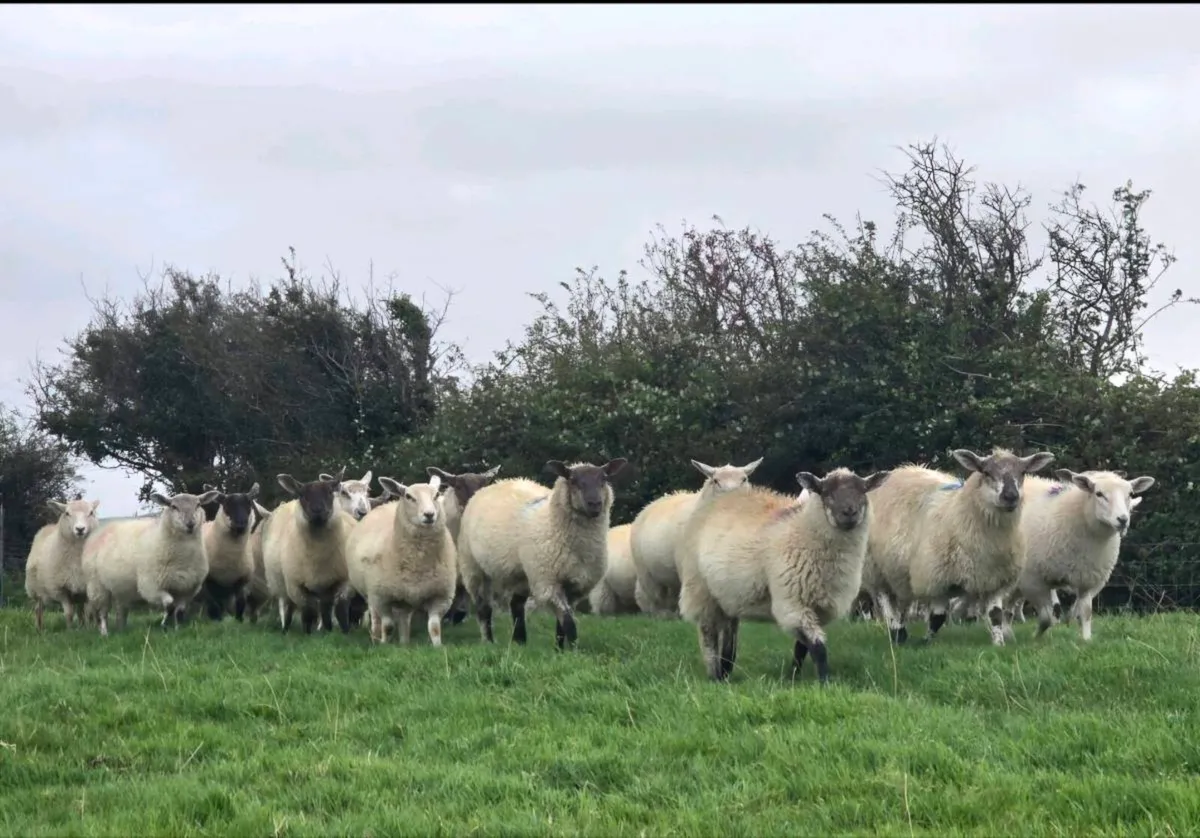 Ewe lambs - Image 4