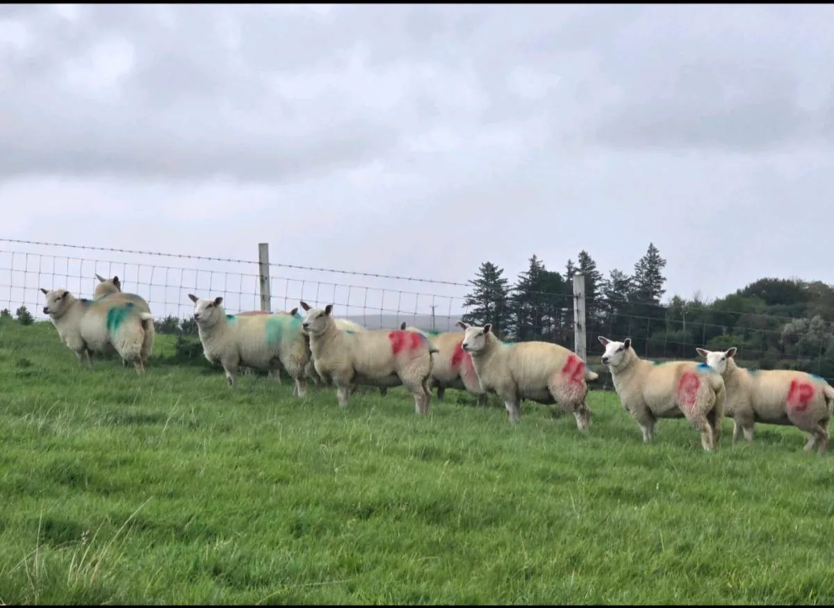 Ewe lambs - Image 2