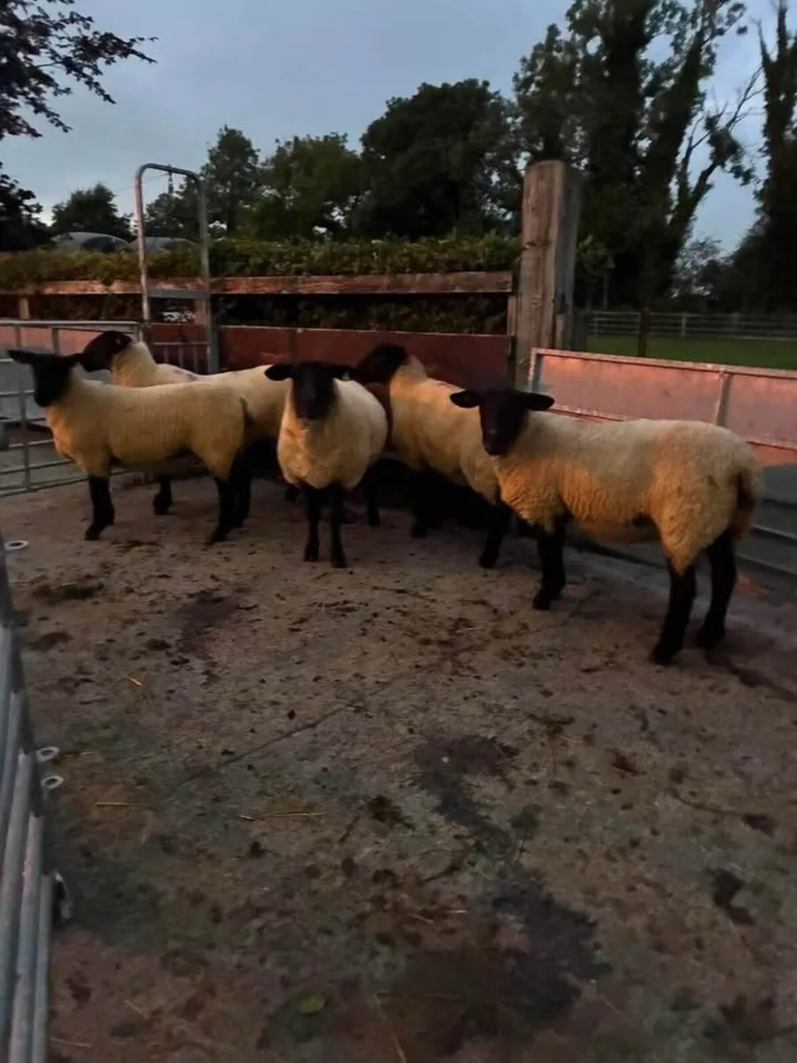 SHOW & SALE OF EWES - DRUMSHANBO MART - Image 3