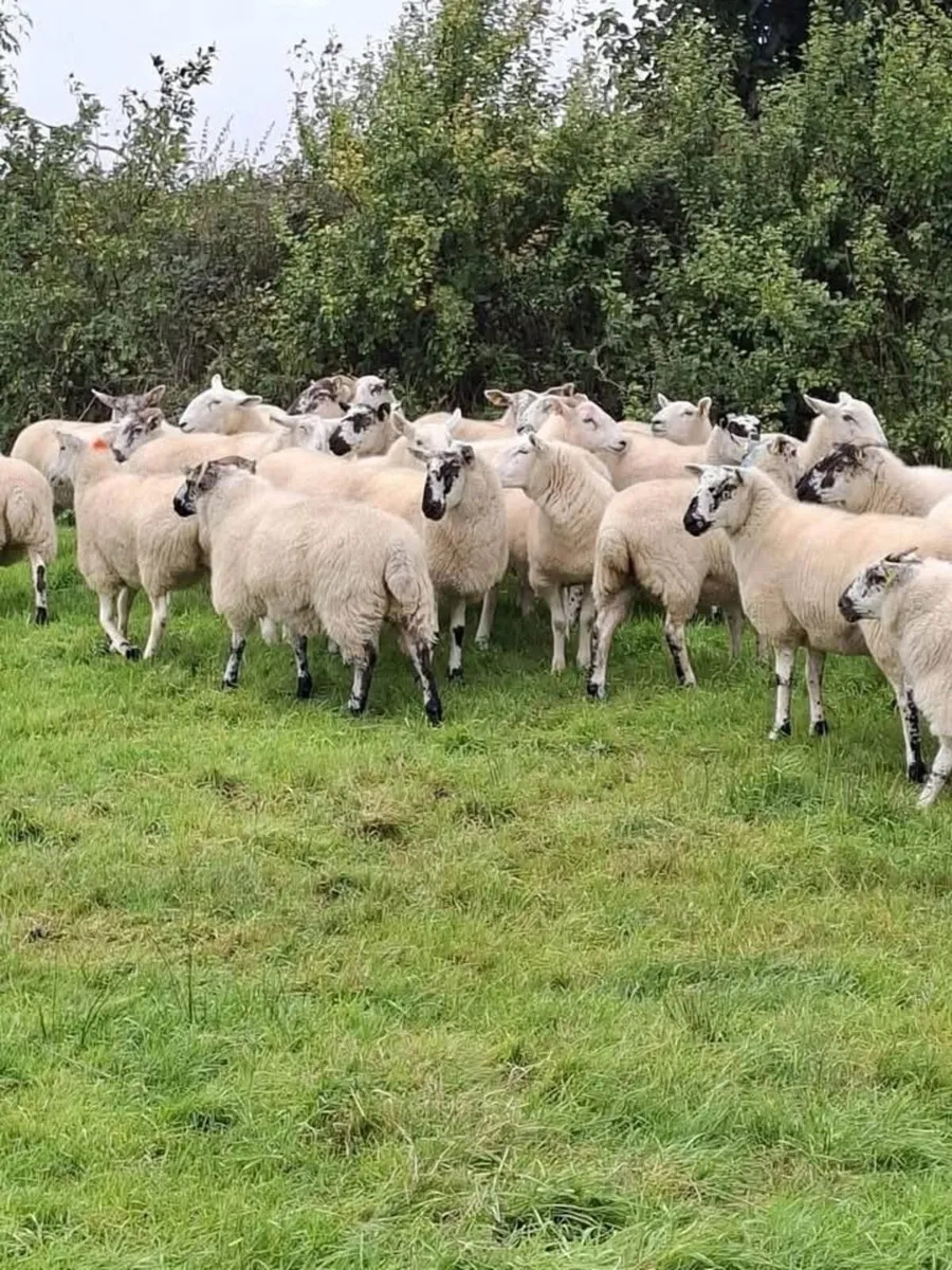 SHOW & SALE OF EWES - DRUMSHANBO MART - Image 4