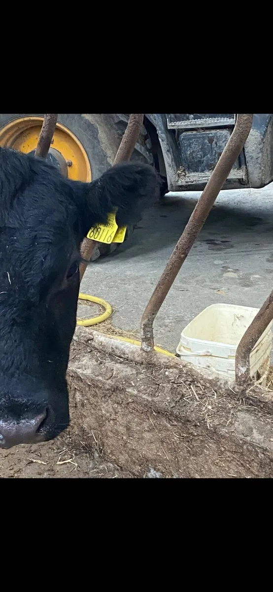 Aberdeen Angus Bull - Image 1