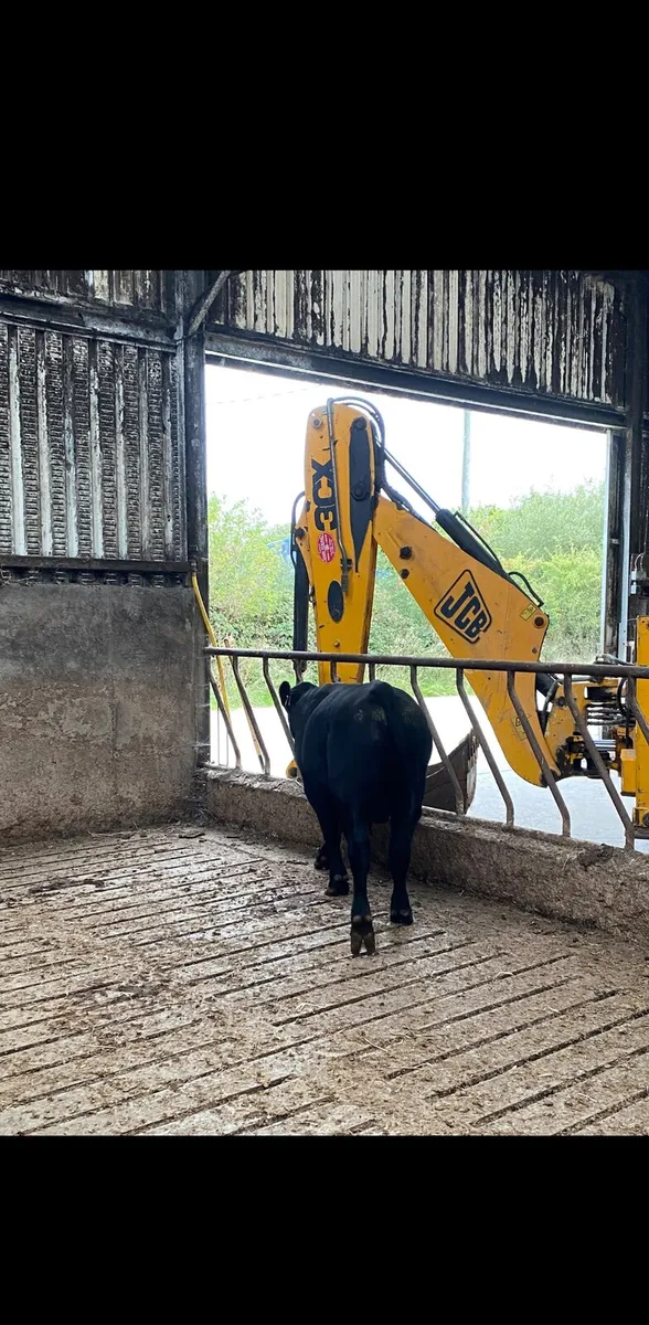 Aberdeen Angus Bull - Image 3