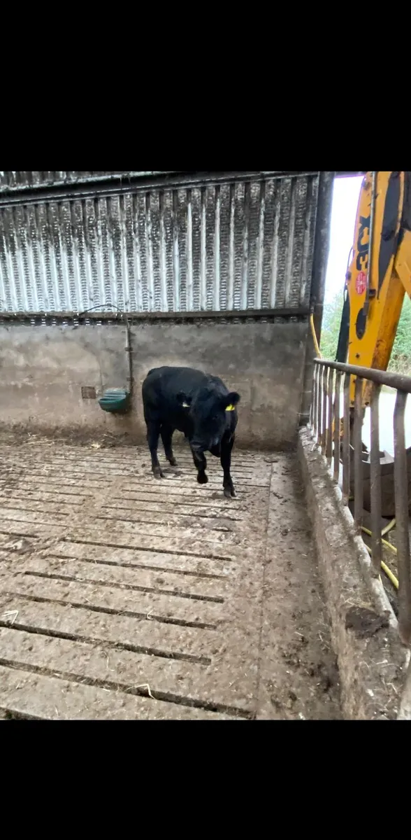 Aberdeen Angus Bull - Image 2