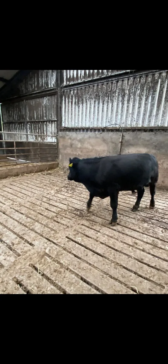 Aberdeen Angus Bull - Image 4