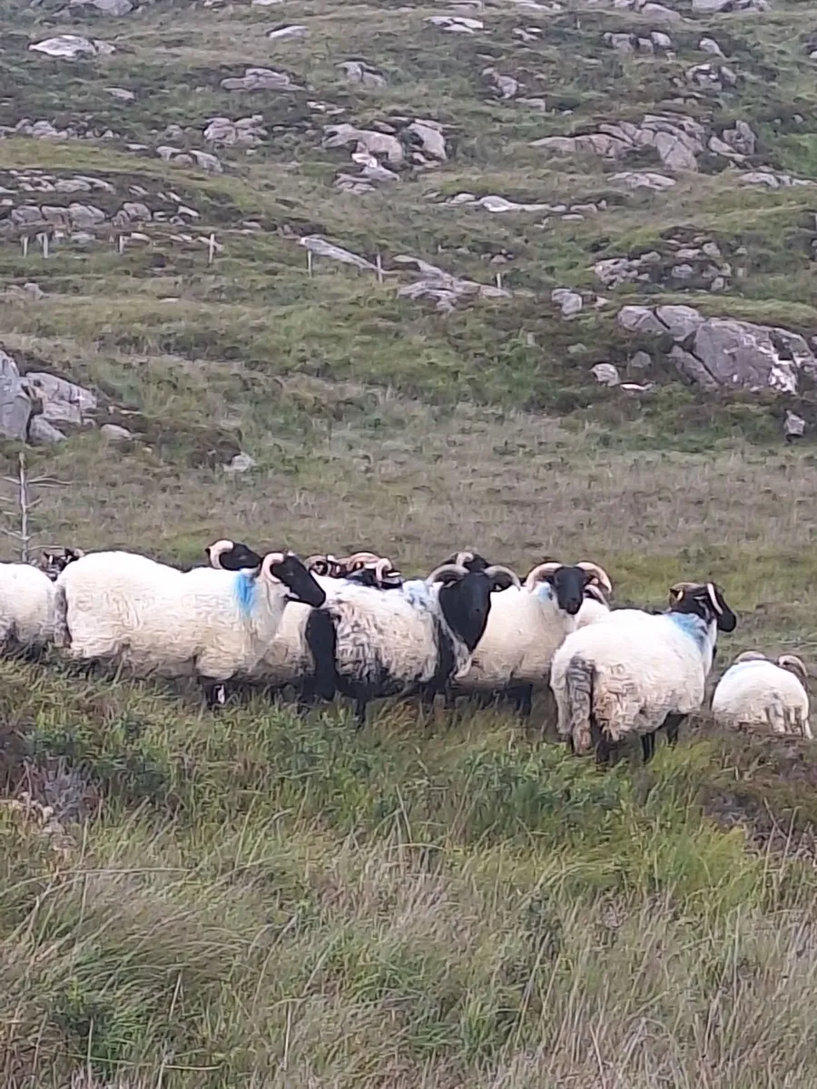Organic Hoggets - Image 2