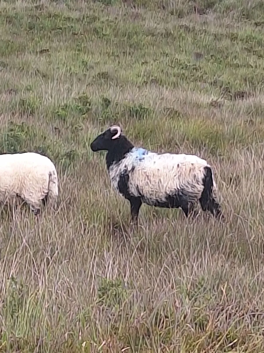 Organic Hoggets - Image 1
