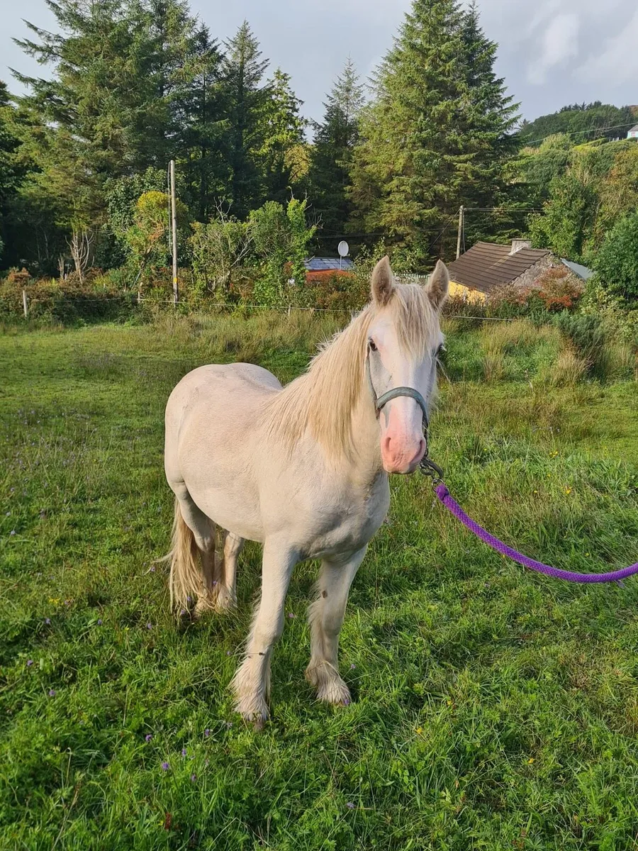 Horse - Image 1