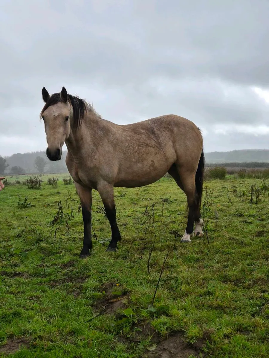 Connemara Dun Filly - Image 1