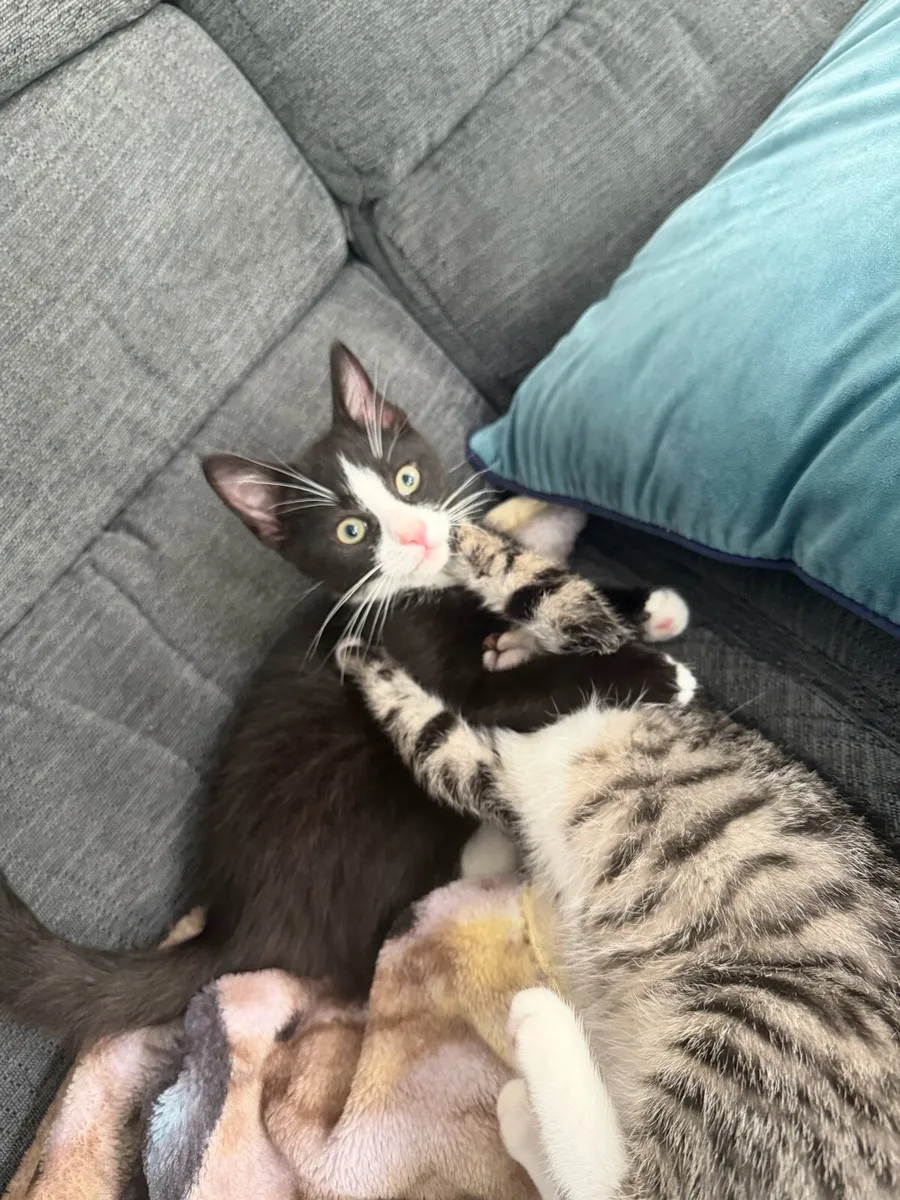 Mixed ragdoll kittens - Image 3