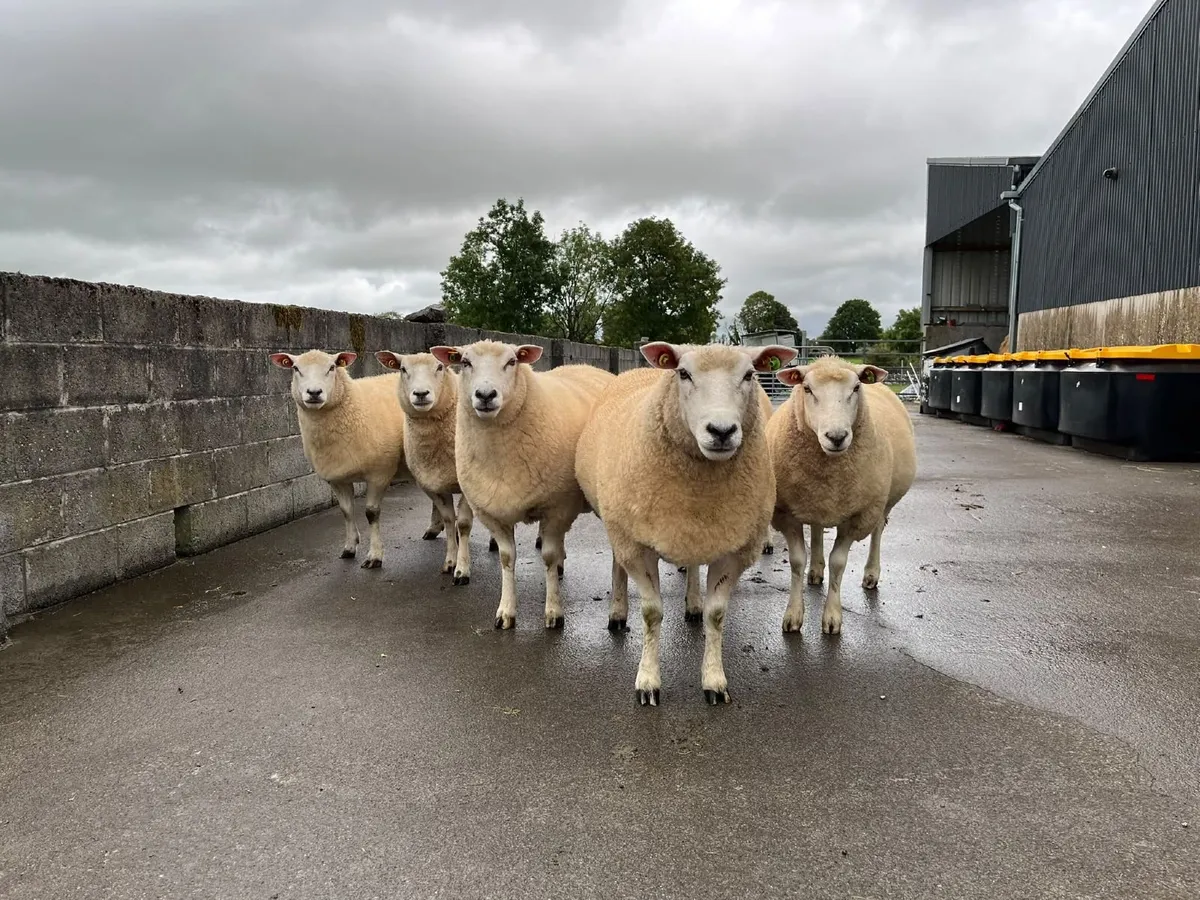 PBR Galway Ewes - 104th Galway Sheep Show & Sale - Image 1