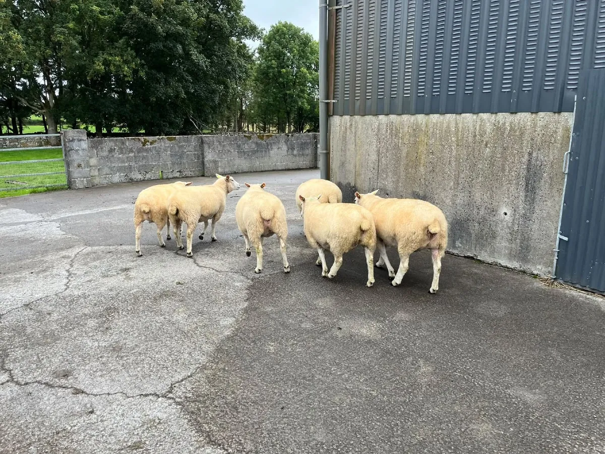 PBR Galway Ewes - 104th Galway Sheep Show & Sale - Image 3