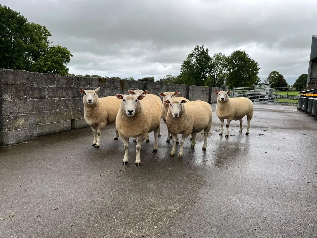 PBR Galway Ewes - 104th Galway Sheep Show & Sale - Image 2