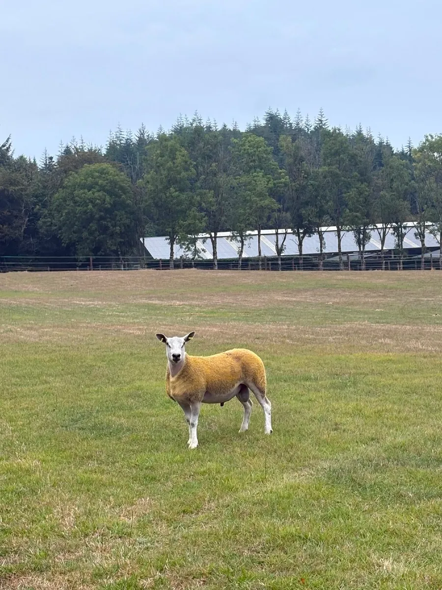 Aberfield ram - Image 1