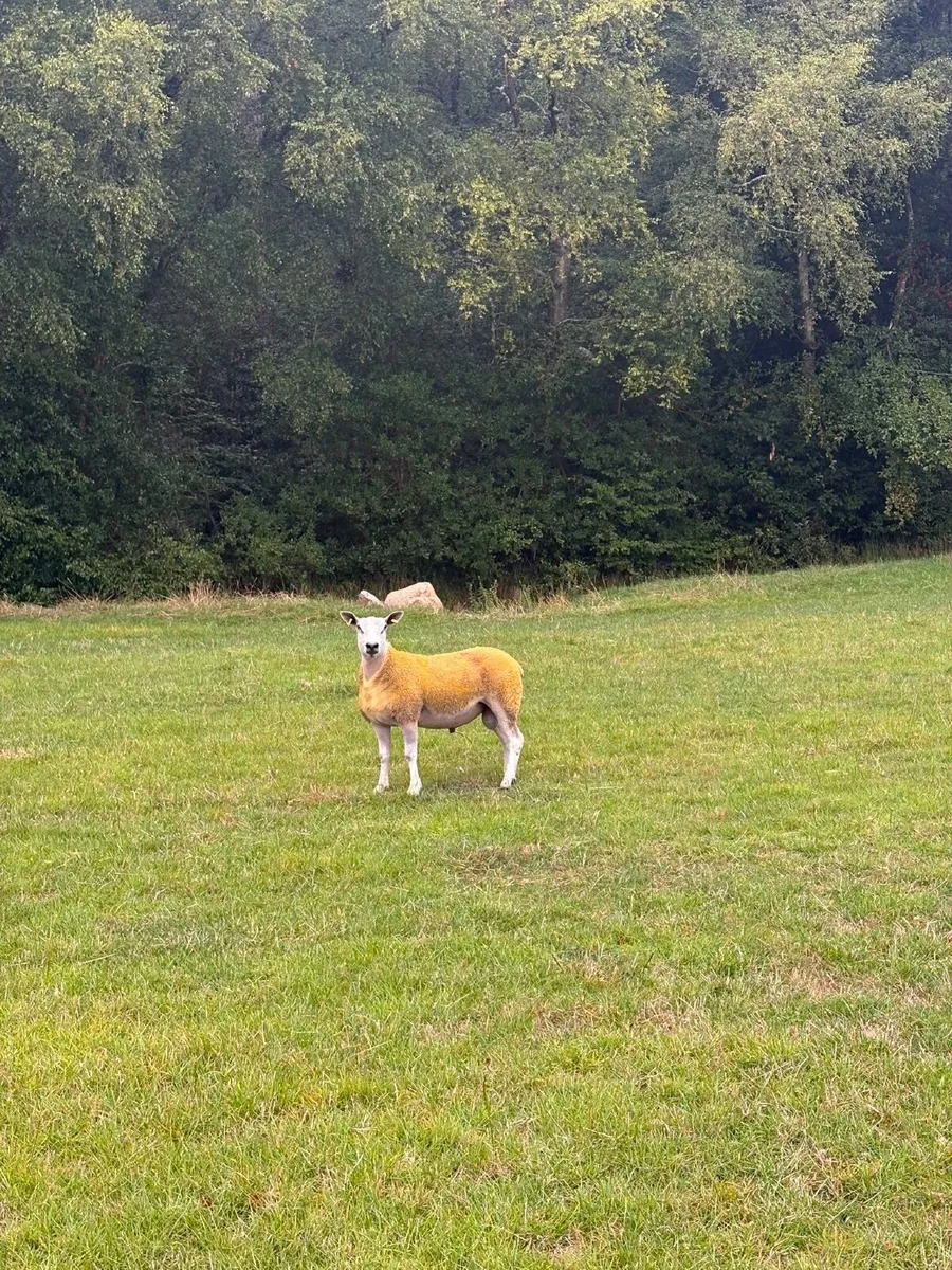 Aberfield ram - Image 2