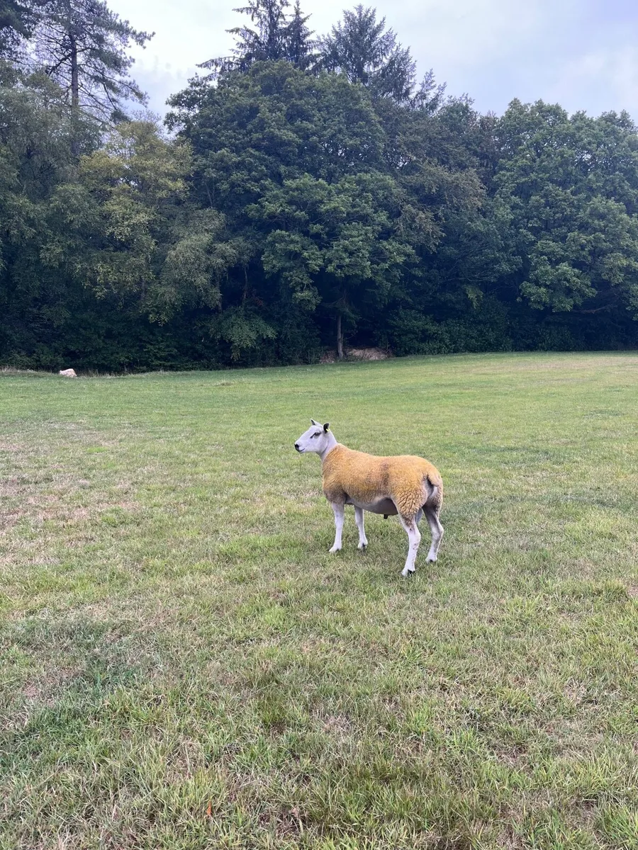 Aberfield ram - Image 3
