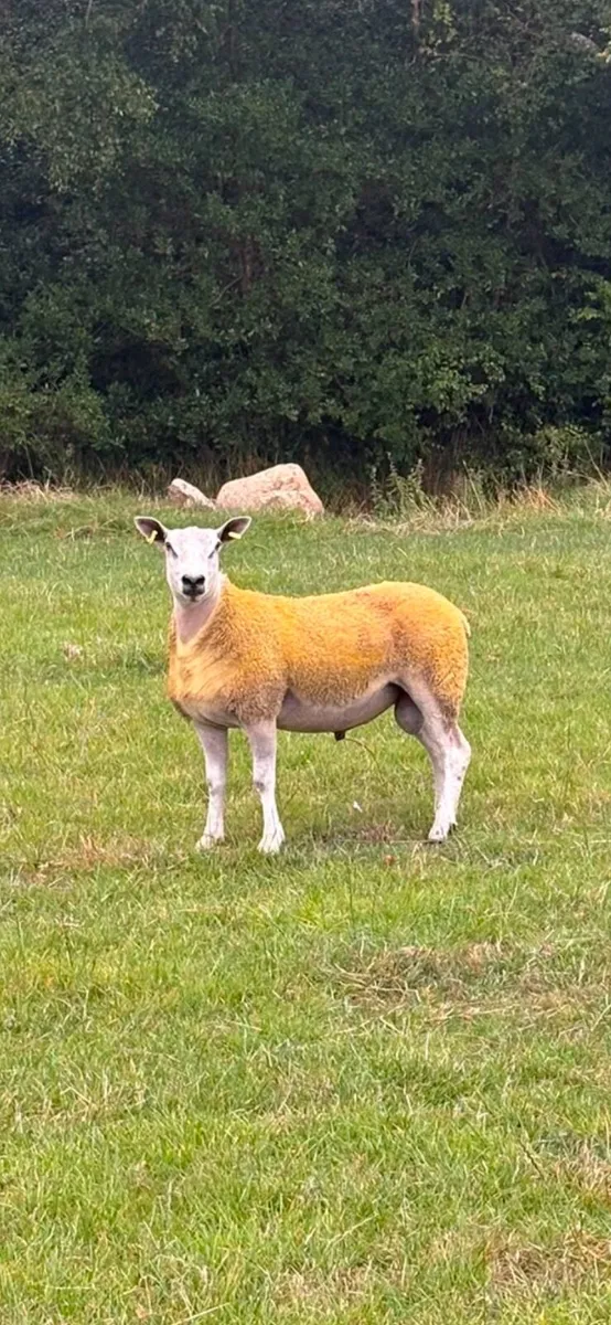 Aberfield ram - Image 4