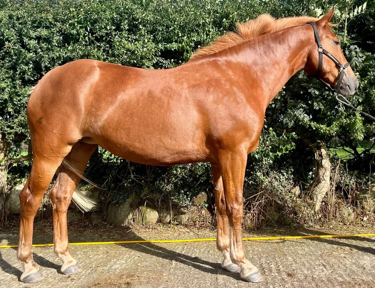 Lovely Irish draught mate - Image 1