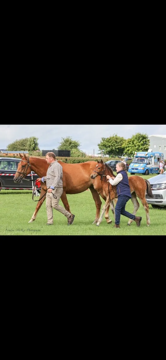Lovely Irish draught mate - Image 4