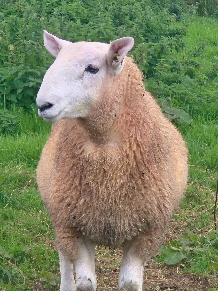 Cheviot ram lamb's - Image 1