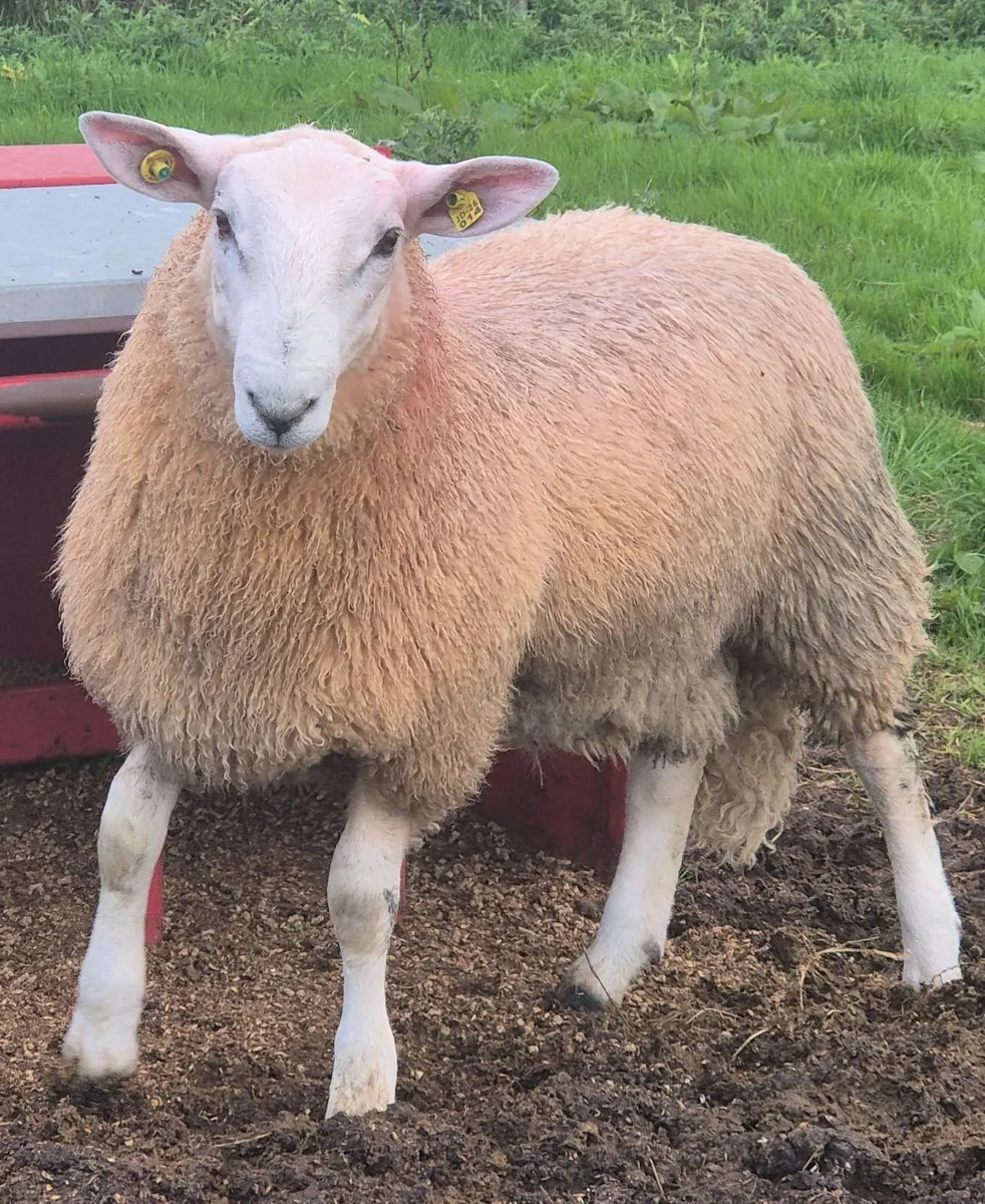 Cheviot ram lamb's - Image 2