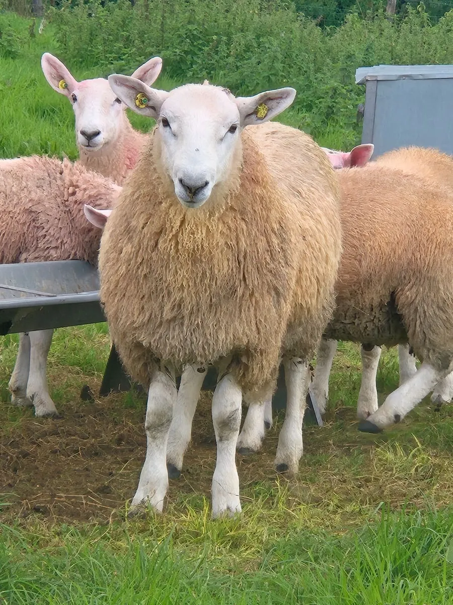 Cheviot ram lamb's - Image 3