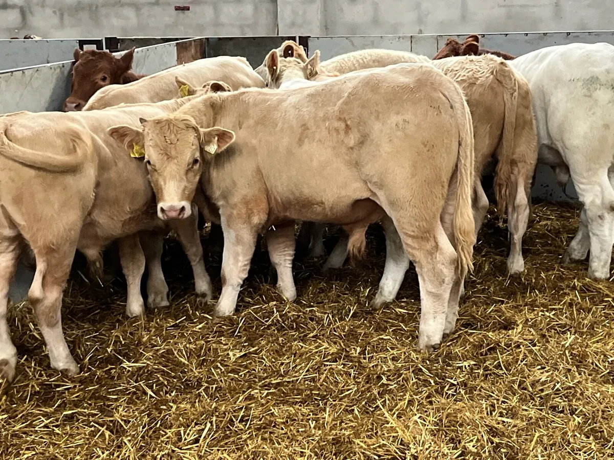 15 Super 330Kg CH & LIM Bull Weanlings - Image 1