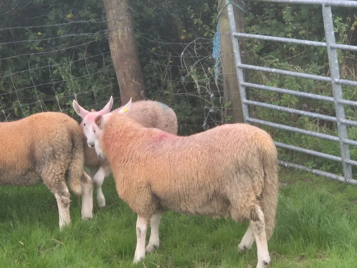 Cheviot ram lamb's - Image 4