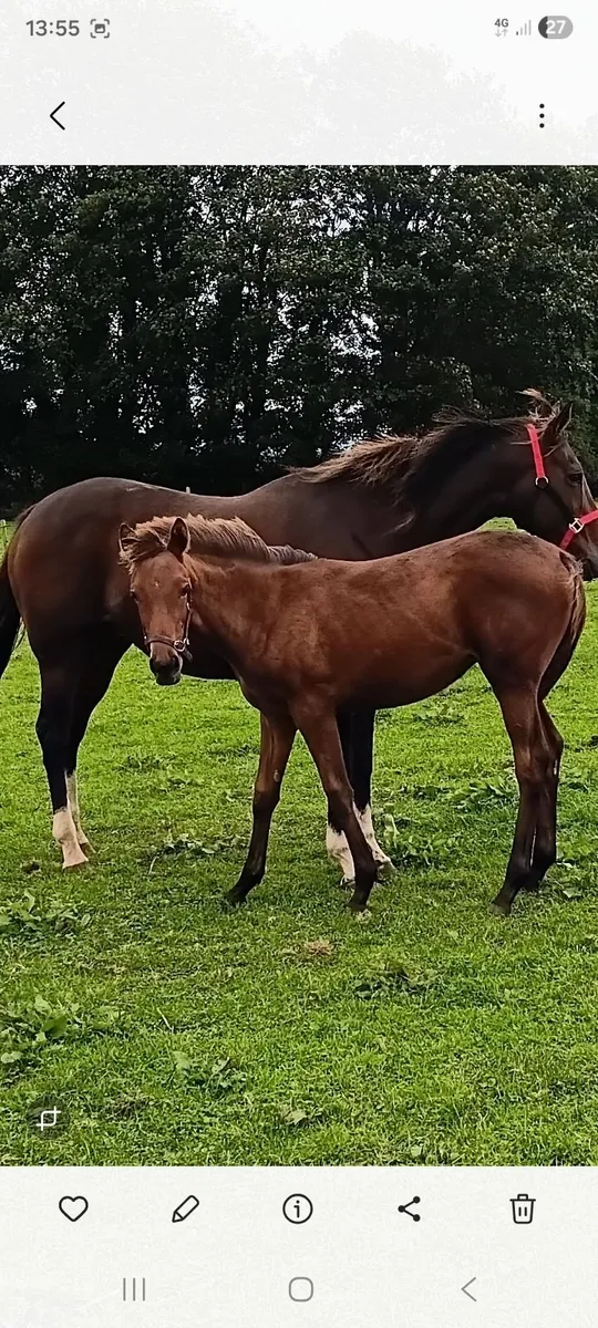 Tb national hunt  mare + foal