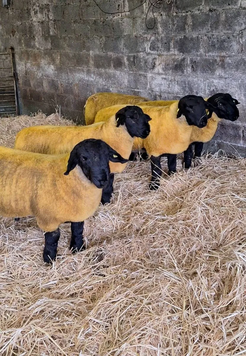 Pedigree suffolk ramb lambs - Image 2