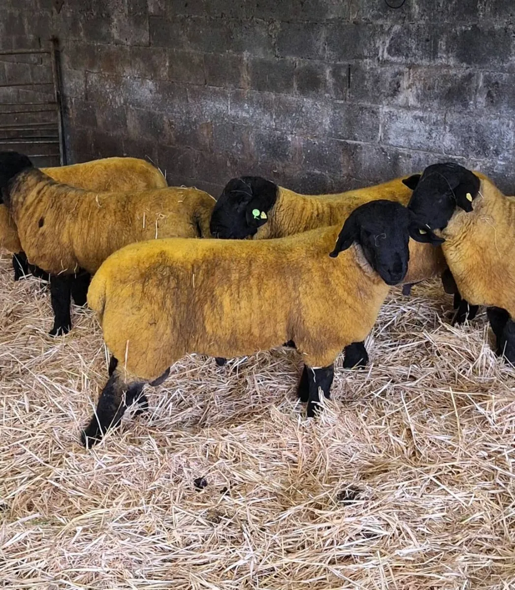 Pedigree suffolk ramb lambs - Image 3