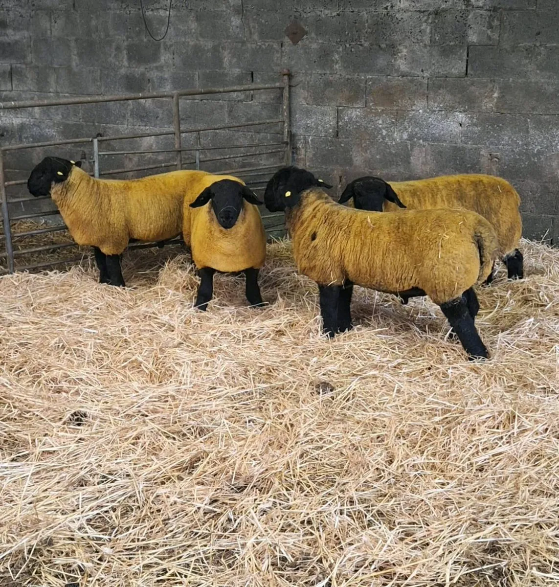 Pedigree suffolk ramb lambs - Image 4