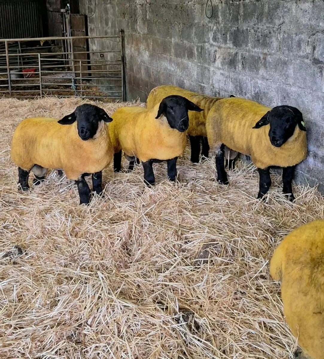 Pedigree suffolk ramb lambs - Image 1
