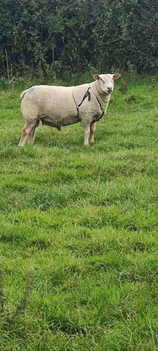 Charollais ram - Image 2