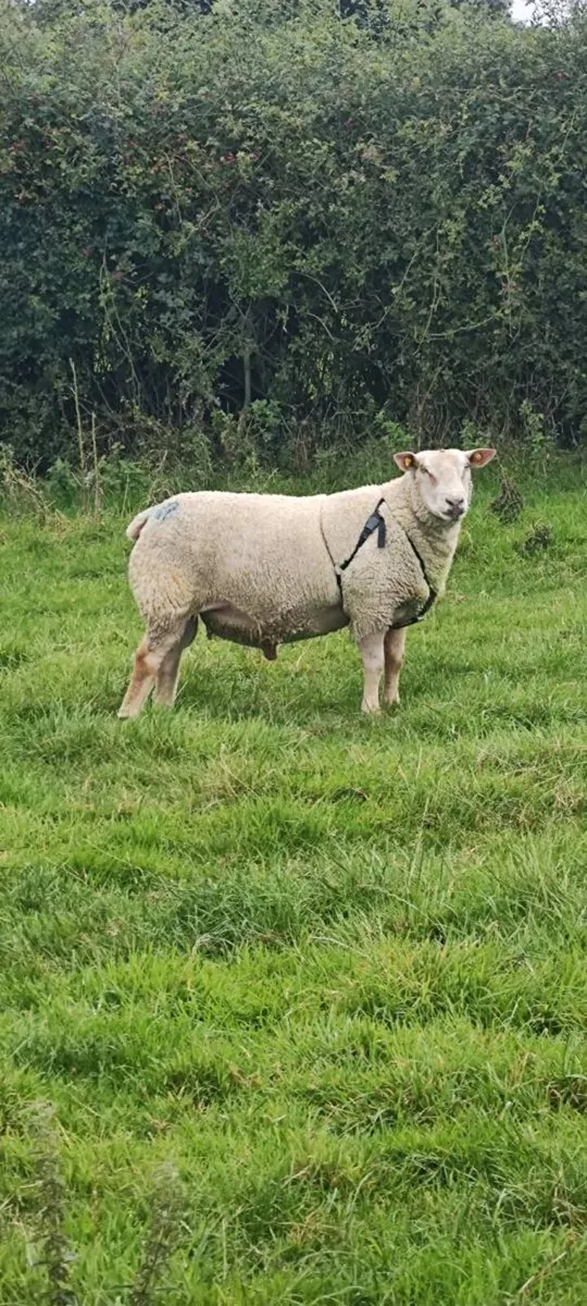 Charollais ram - Image 1
