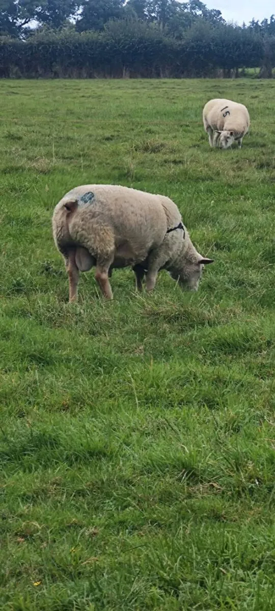Charollais ram - Image 3