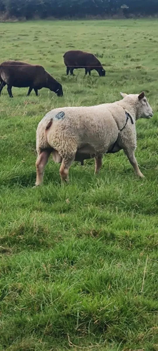 Charollais ram - Image 4