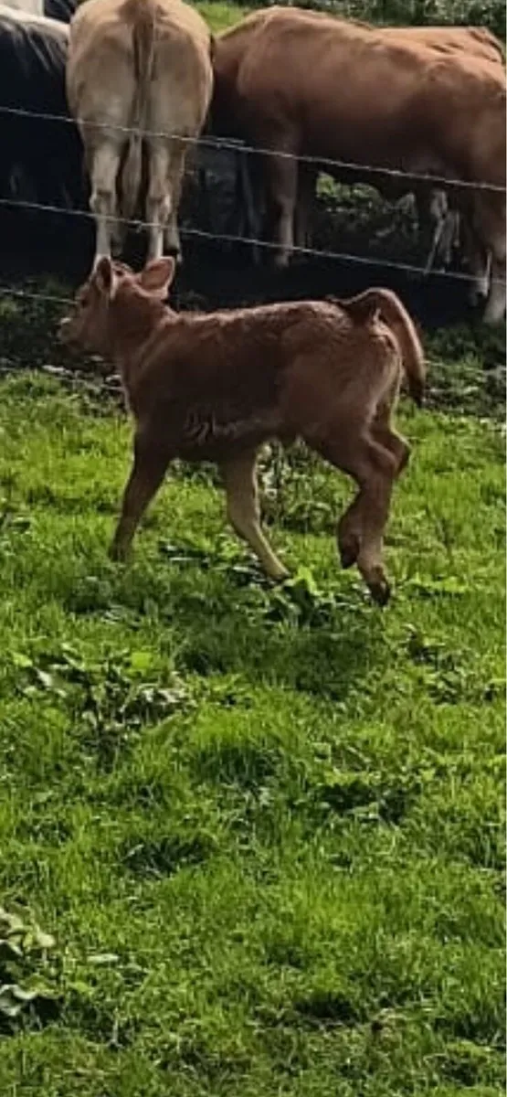 Limousine heifer suck - Image 1