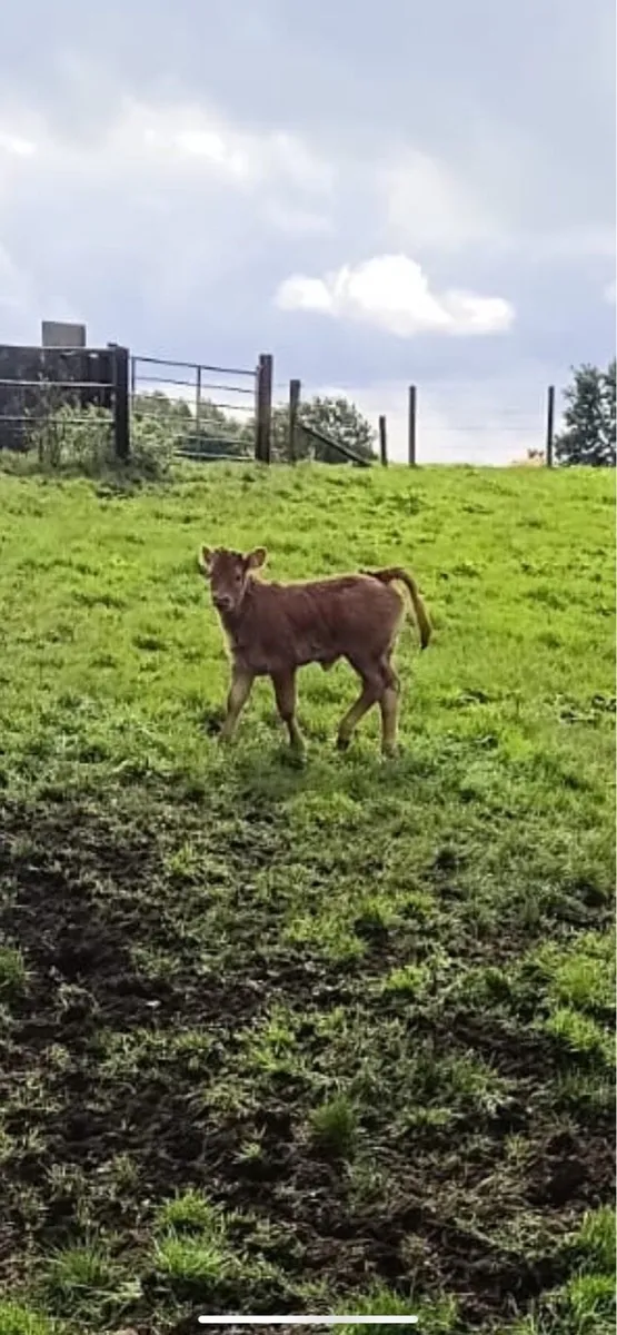 Limousine heifer suck - Image 2