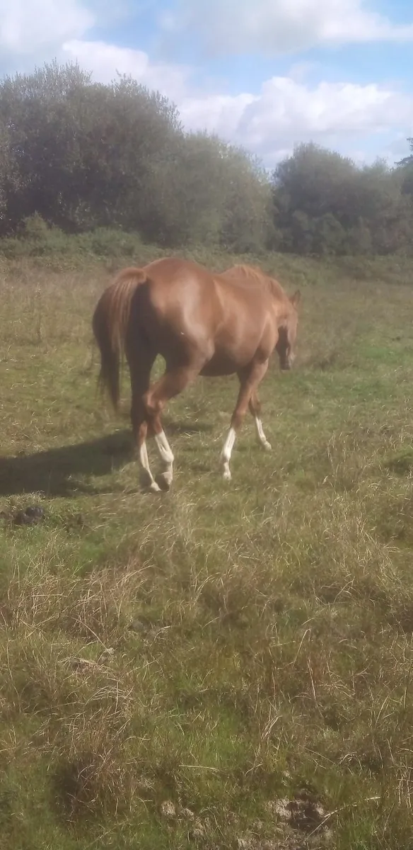 horse - Image 1