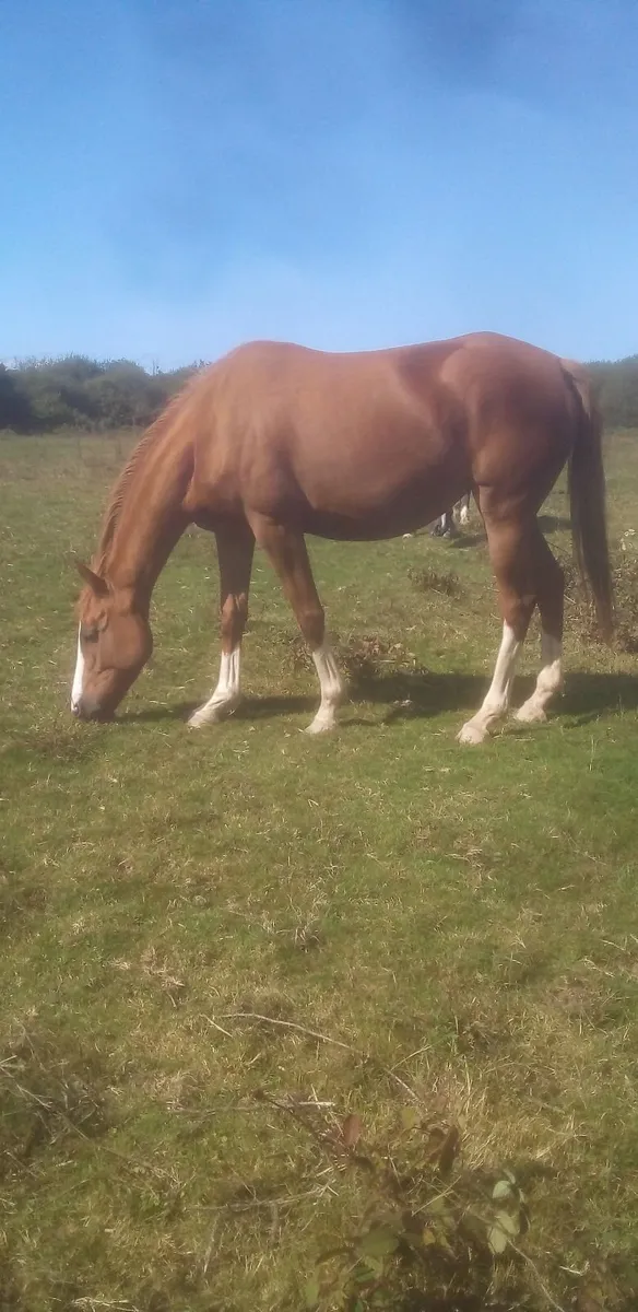 horse - Image 2