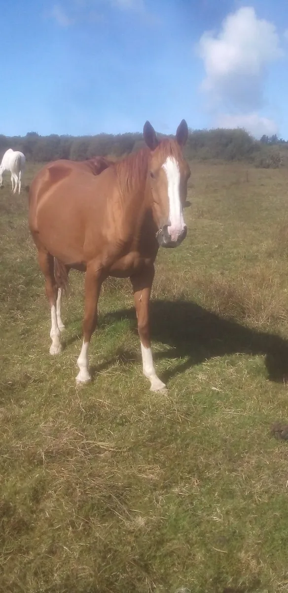 horse - Image 3