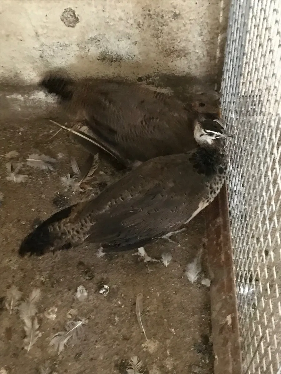 2 Peafowl for sale - Image 2