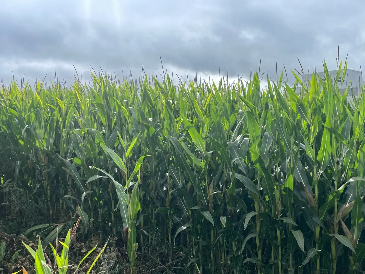 Maize Silage - Image 1