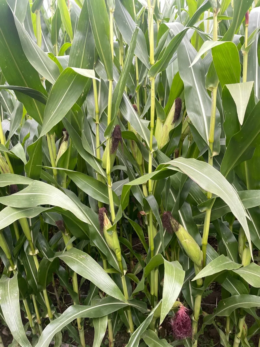 Maize Silage - Image 2