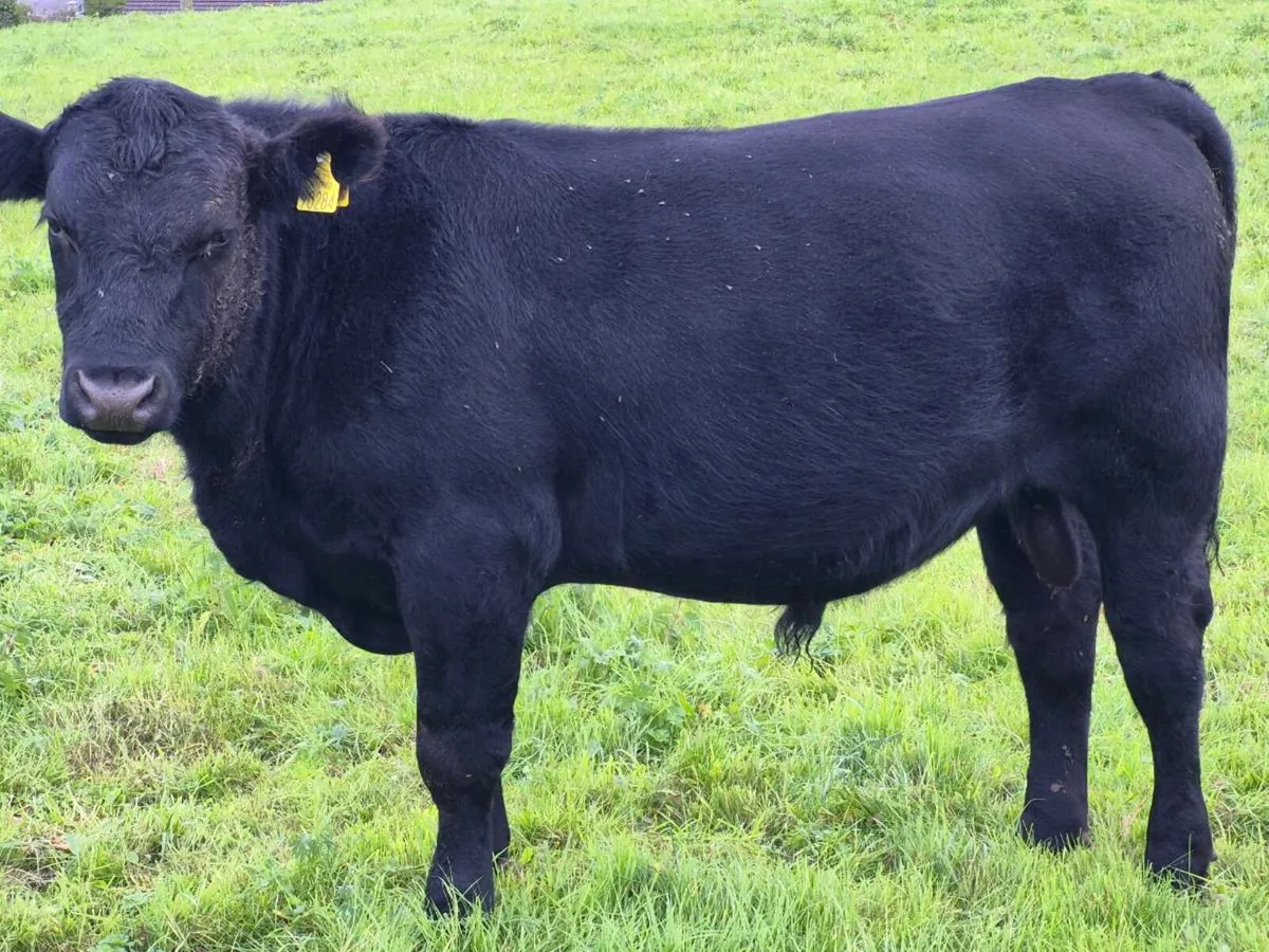 Pedigree Angus Bull - Image 2