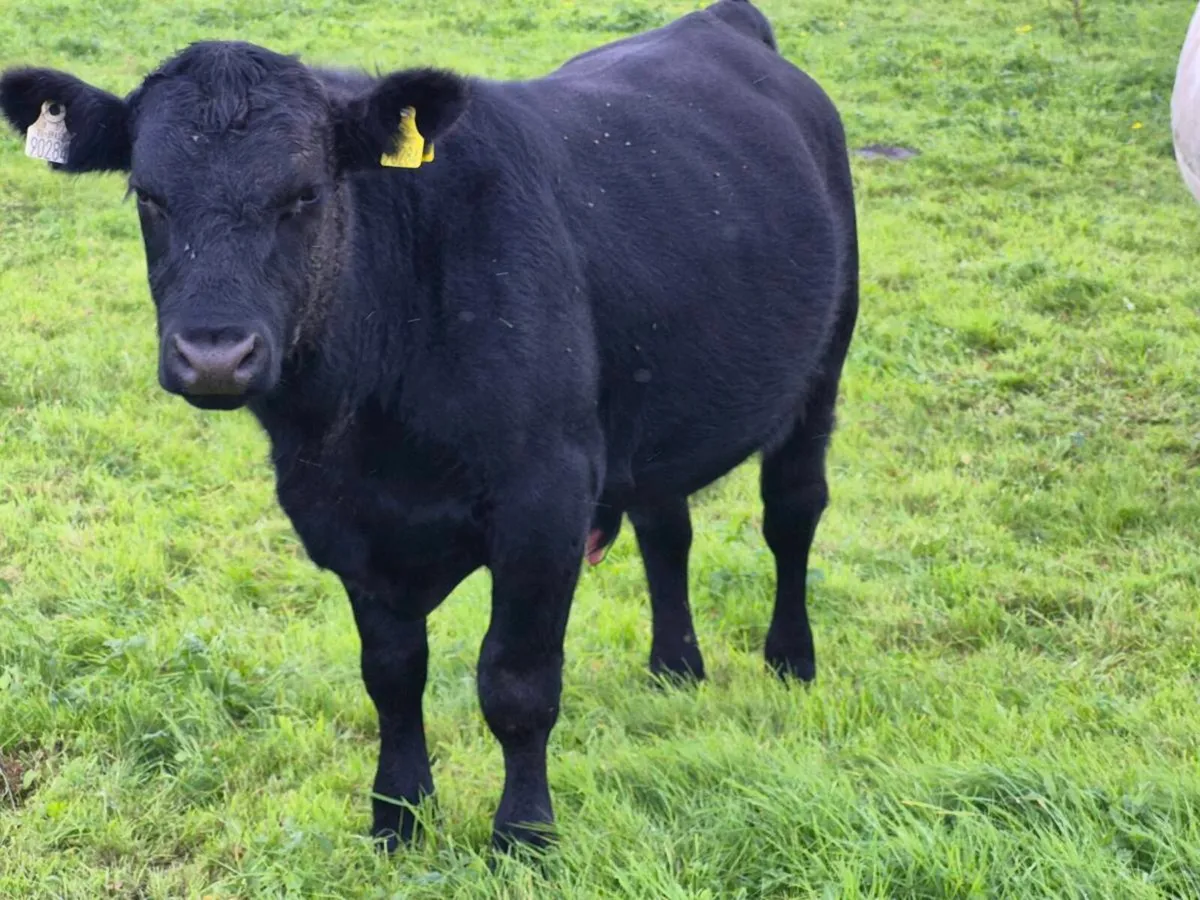 Pedigree Angus Bull - Image 1